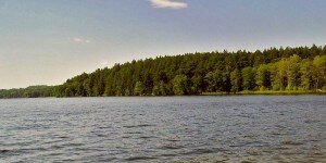 Лес на берегу Виштынецкого озера Лес на берегу Виштынецкого озера